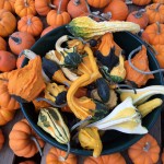 Halloween - Pumpkins & Gourds